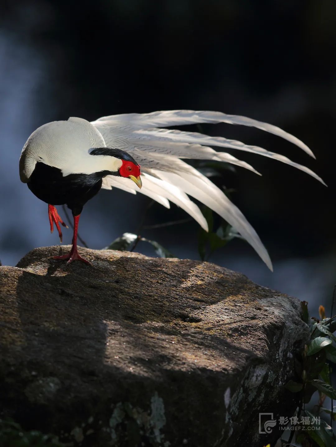 白云区永泰,什么是永泰葱饼