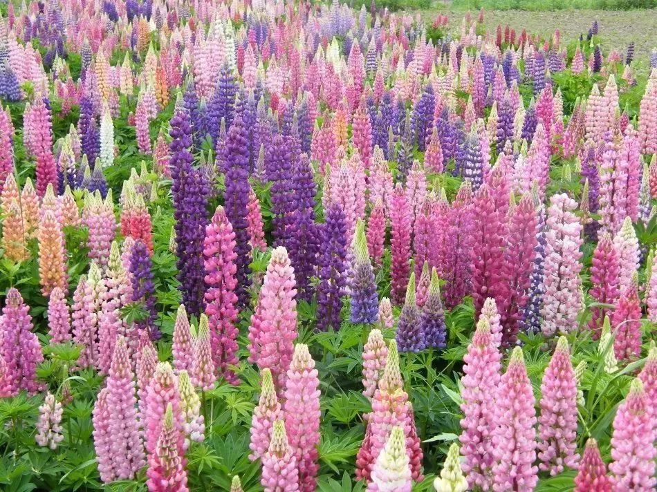 看到花的时候,不知是什么花?那就收下这份百花图谱