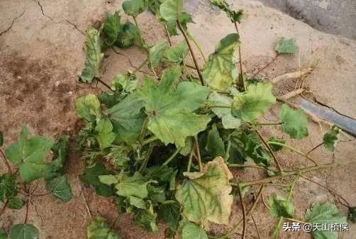 棉花枯萎病黄萎病的初次侵染源,棉花黄萎病怎么防治