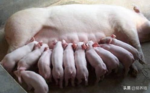 母猪刚产完猪仔应打什么药呢,刚产母猪打什么消炎针