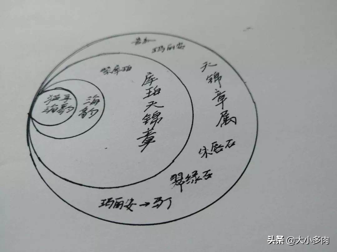 水泡海豹和粉海豹,水泡海豹种类大全大图