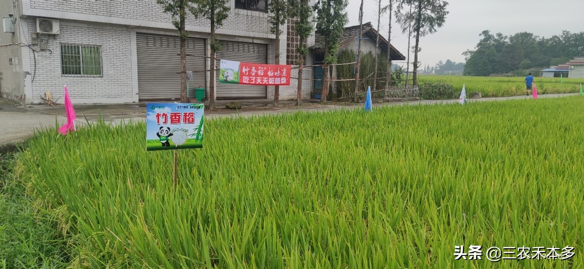 大户承包流转费930元,每亩土地出租可取得1000元收益