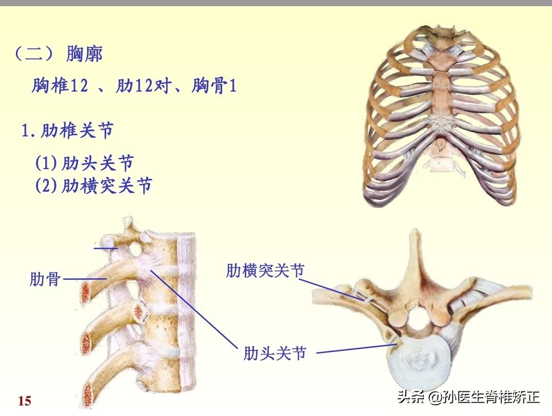 人体解剖学课件ppt,人体解剖学关节学