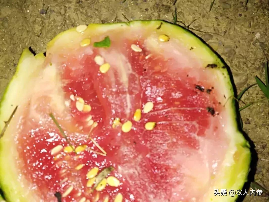 西瓜黄的原因,西瓜刚结小瓜变黑脱落是什么原因