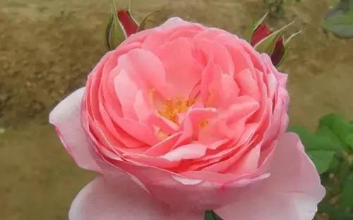 最漂亮10种微型月季,新手必入这8种月季漂亮好养