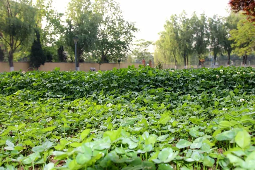西安博爱国际学校中学部口碑,西安博爱国际学校全景