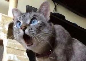 你知道猫咪胡须的秘密么,捡到猫咪的胡子有什么寓意