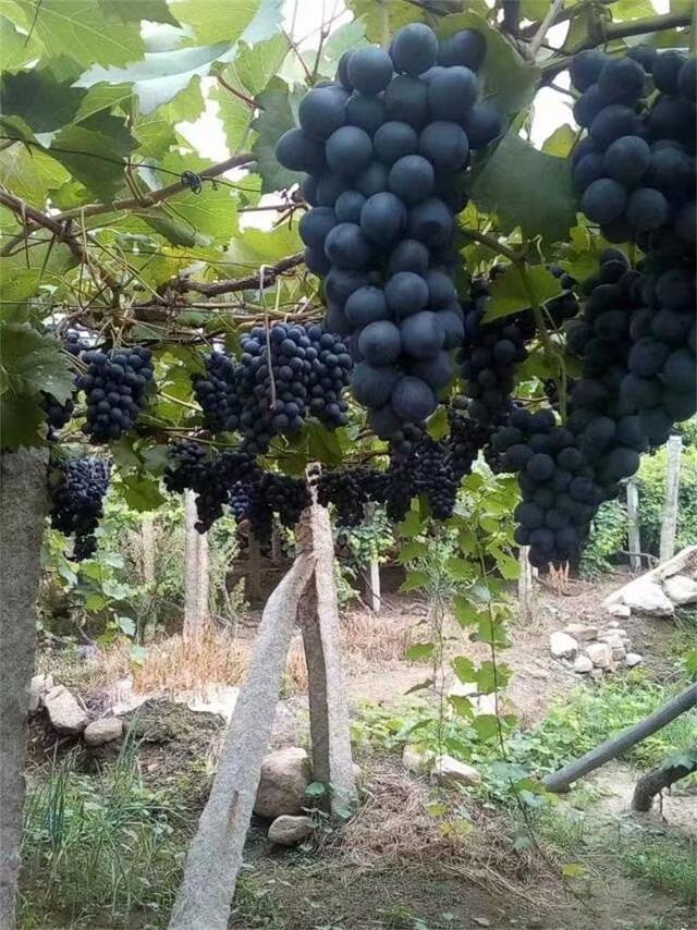 中粮华夏长城,中粮长城葡萄酒加盟官网