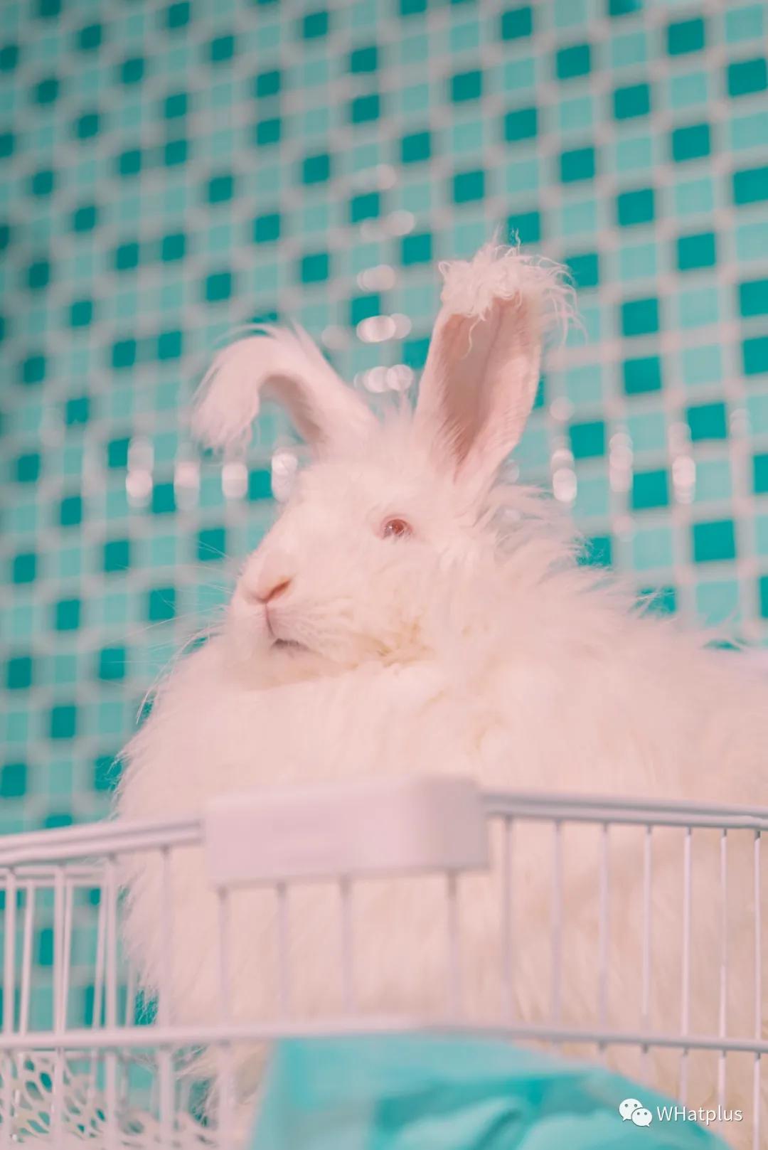 汉口宝藏,4家宝藏店铺