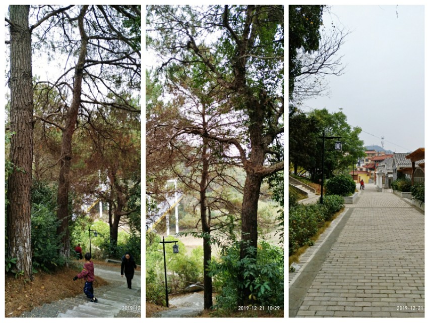 双鹤起舞松林醉——游灵山双鹤公园偶感