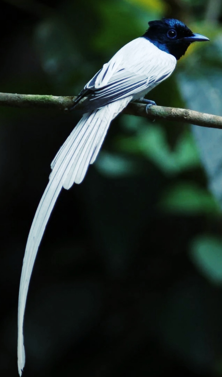 诗经中的绝美句子山有木兮木有枝,山有木兮木有枝诗句配图