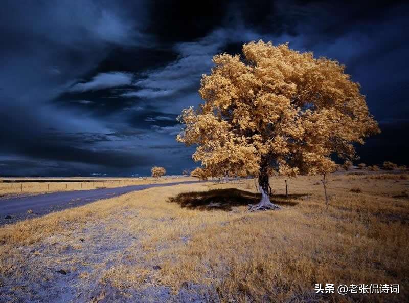 纳兰性德的惆怅人生给我们的启示,纳兰性德他是人间惆怅客电子书