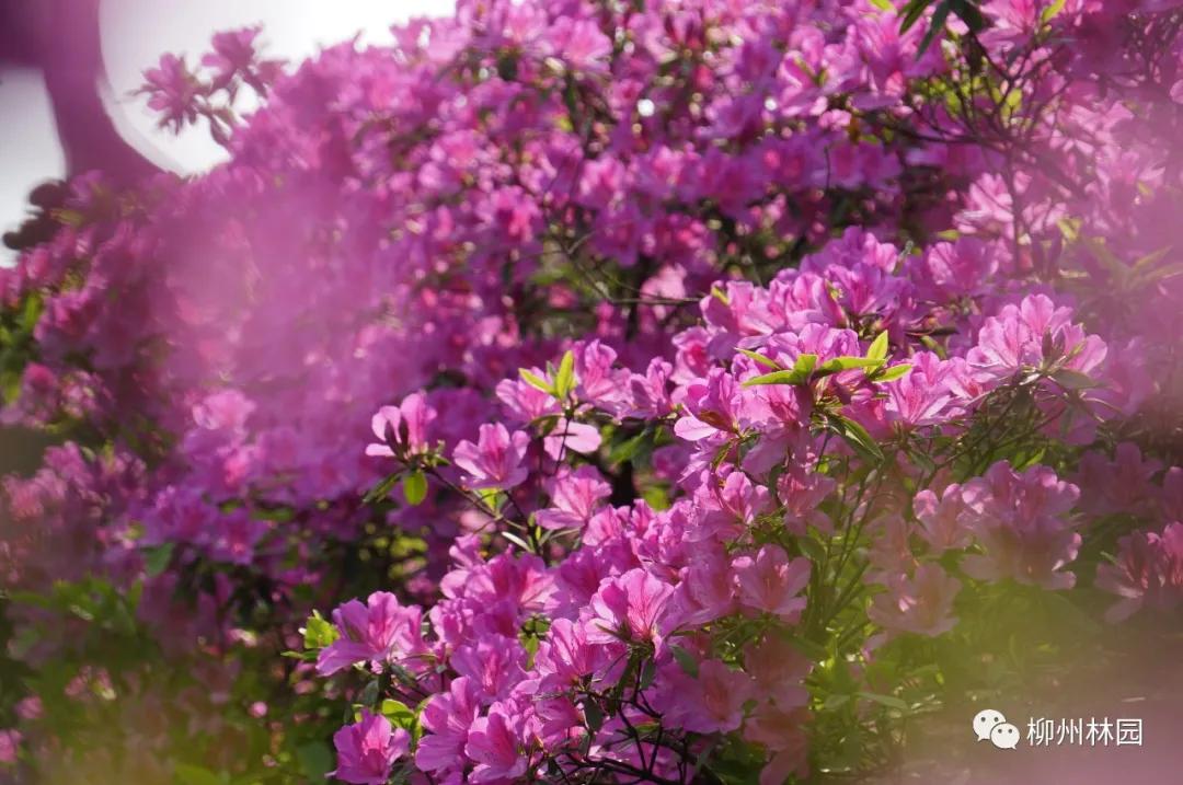 柳州柳侯公园有什么景物,柳州柳侯公园值得打卡