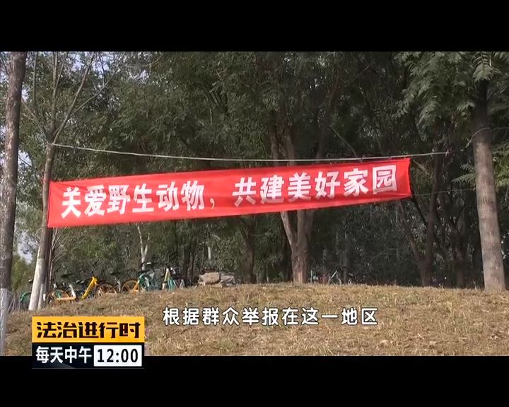 严厉打击非法捕猎候鸟,内蒙大兴安岭非法捕猎候鸟