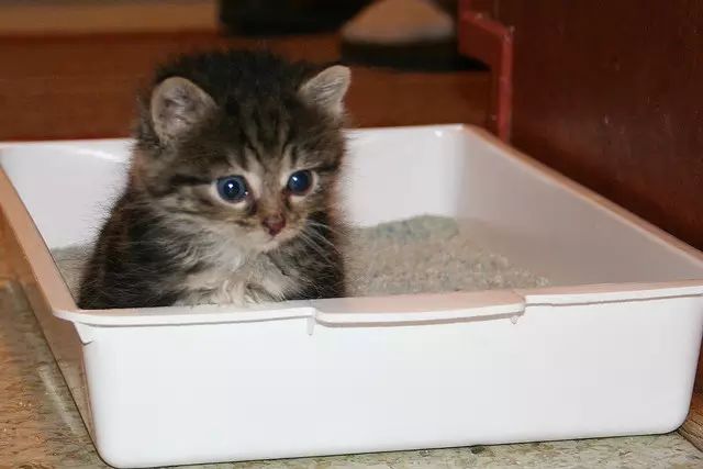 猫咪呕吐白色泡沫是什么原因,猫咪吃了冻干后呕吐是什么原因