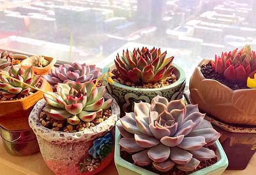 夏天养多肉的技巧和方法,新手夏天养多肉5个保命秘籍