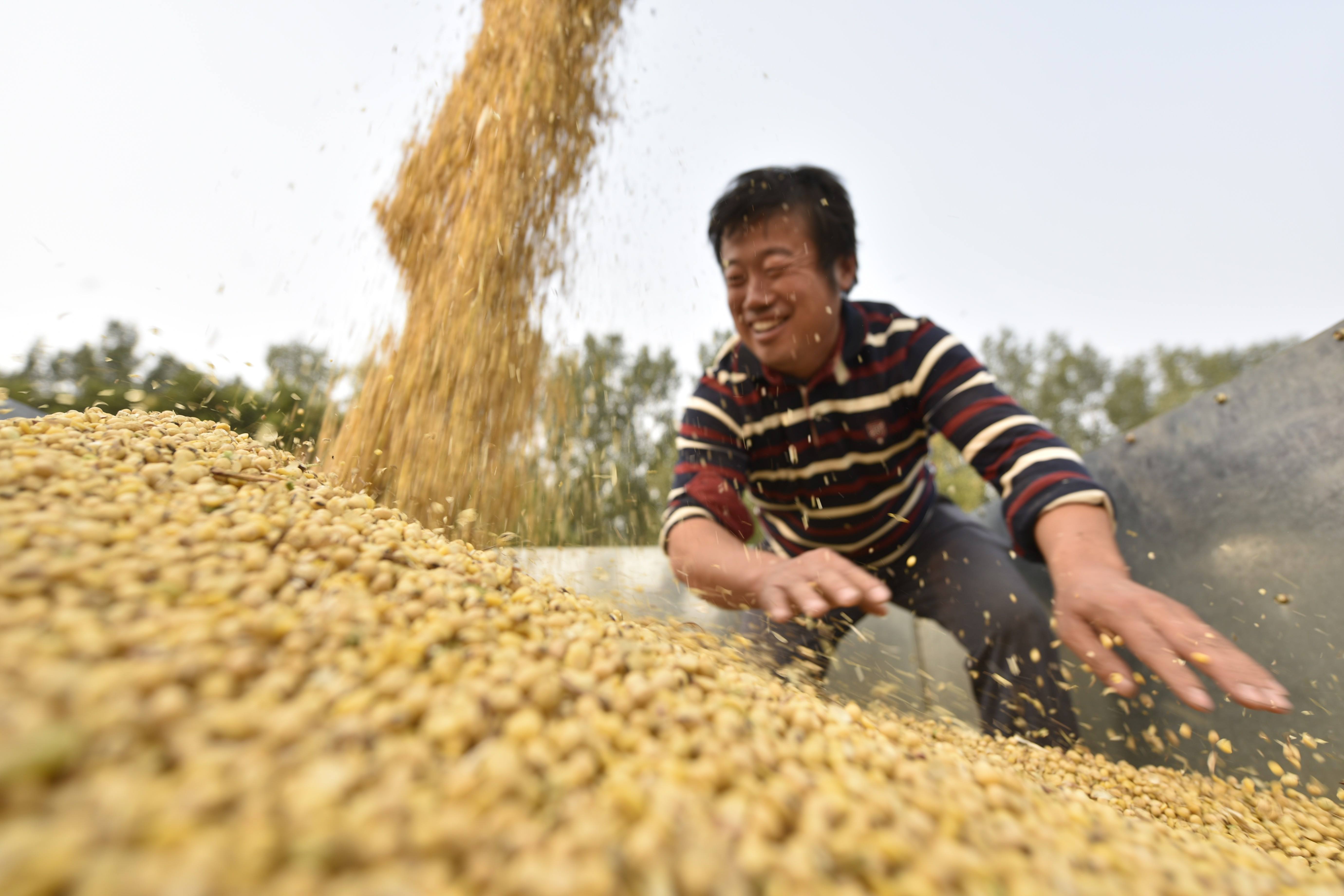 目前中国大豆最新行情,最新国产大豆行情走势