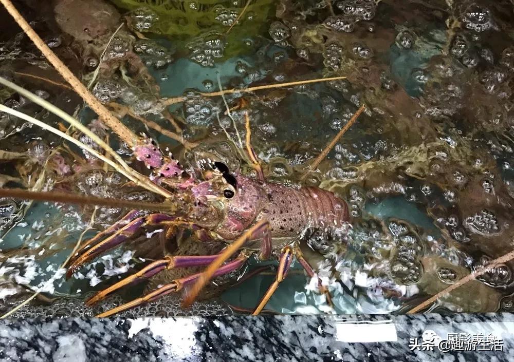 世界上的各种龙虾,世界上最大龙虾