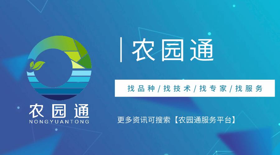 稻香蟹肥盘锦,盘锦稻田蟹肥怎么样了