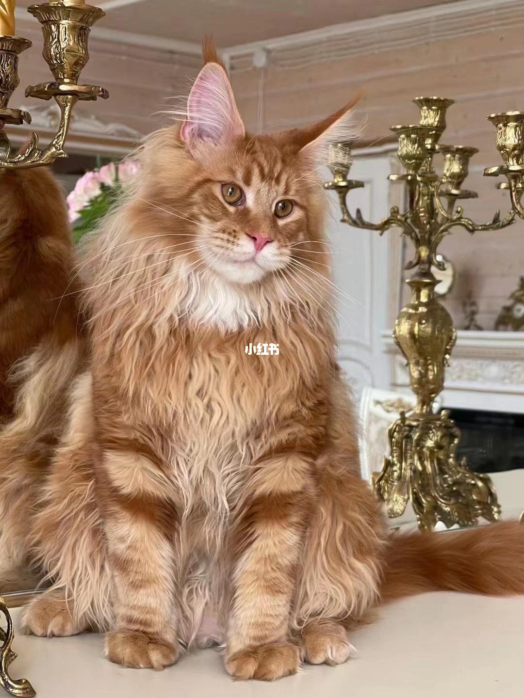 缅因库恩猫和缅因猫区别在哪里,猫咪鉴赏直播