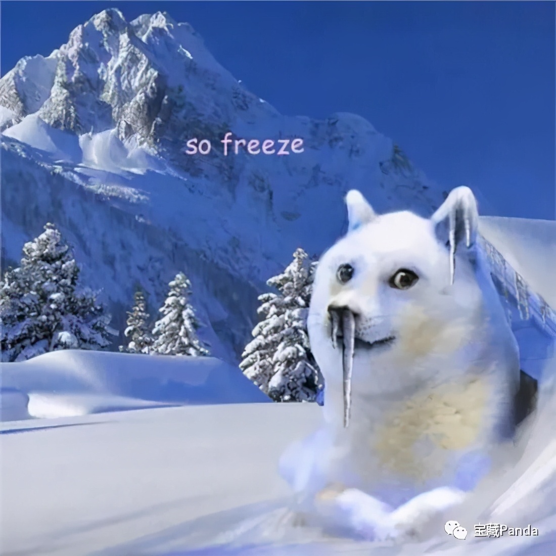 苍龙眼龙眼菩提,龙眼菩提和凤眼菩提寓意