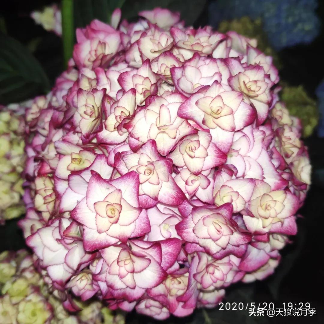 圆滚滚的绣球，瀑布般的花墙，这届花友也太会种花了吧