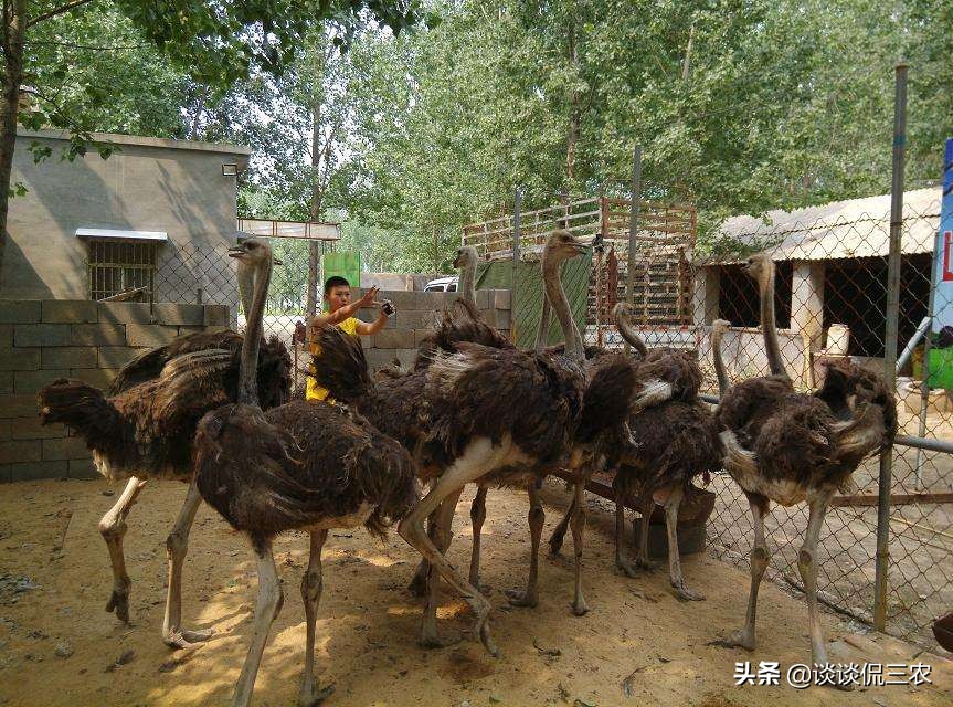 市场十几块一盒的鸡蛋,市场上几十块钱一只的是什么鸡