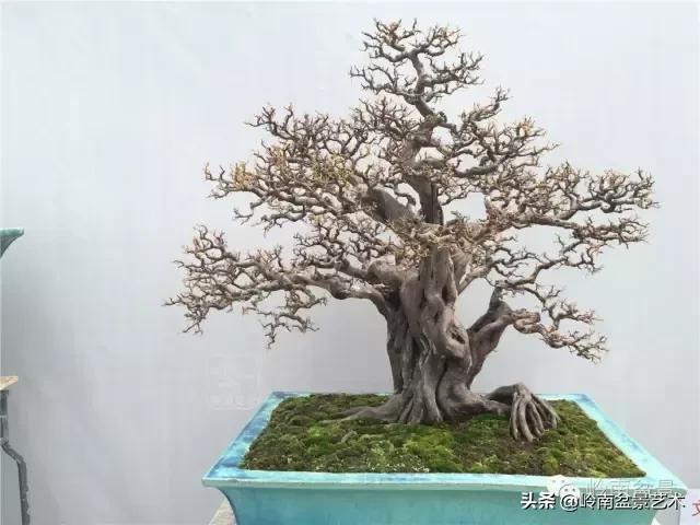 大树型雀梅造型,雀梅盆景怎么养才能爆盆