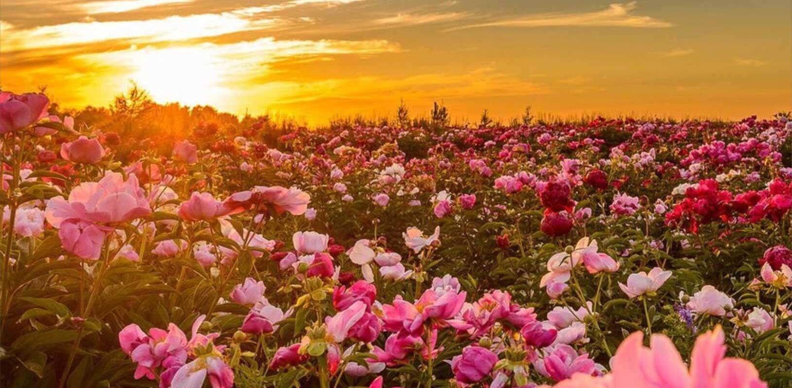 玫瑰花人人都喜欢,玫瑰有刺为什么人人喜欢