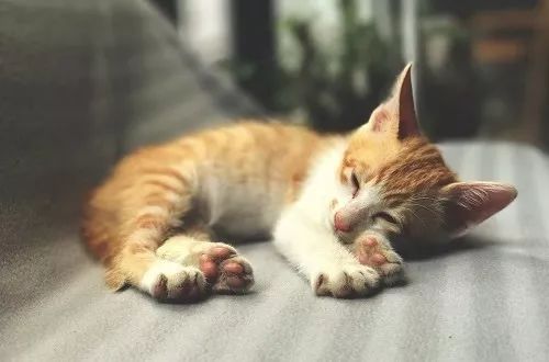 猫咪伤口化脓可以用双氧水消毒吗,猫咪受伤怎么处理伤口