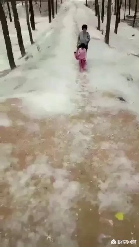 杨树的简介,杨树的全部作品