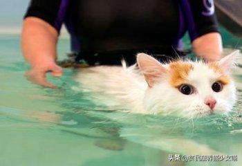 活体小猫咪售卖,土耳其国宝级猫咪