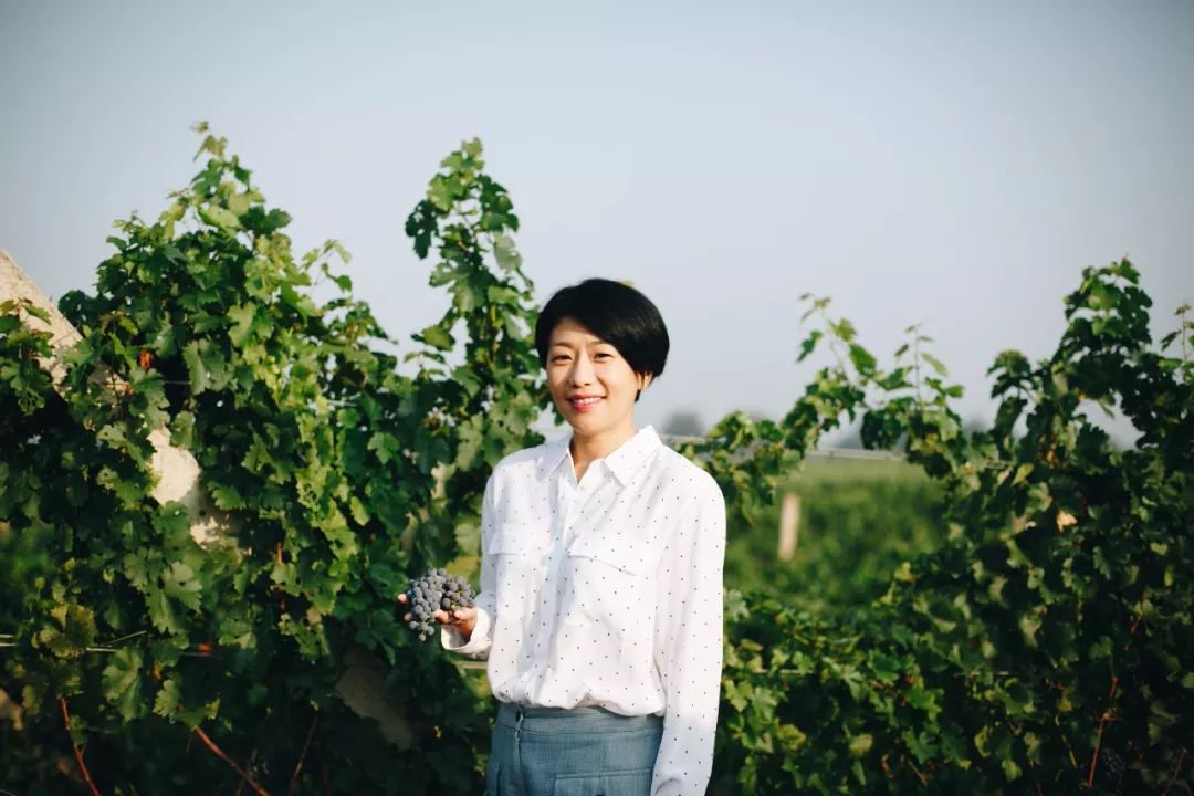 1300棵葡萄树被砍,砍掉1500亩葡萄树后利润