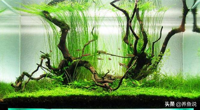 水草缸鱼好养吗,水草缸好养吗
