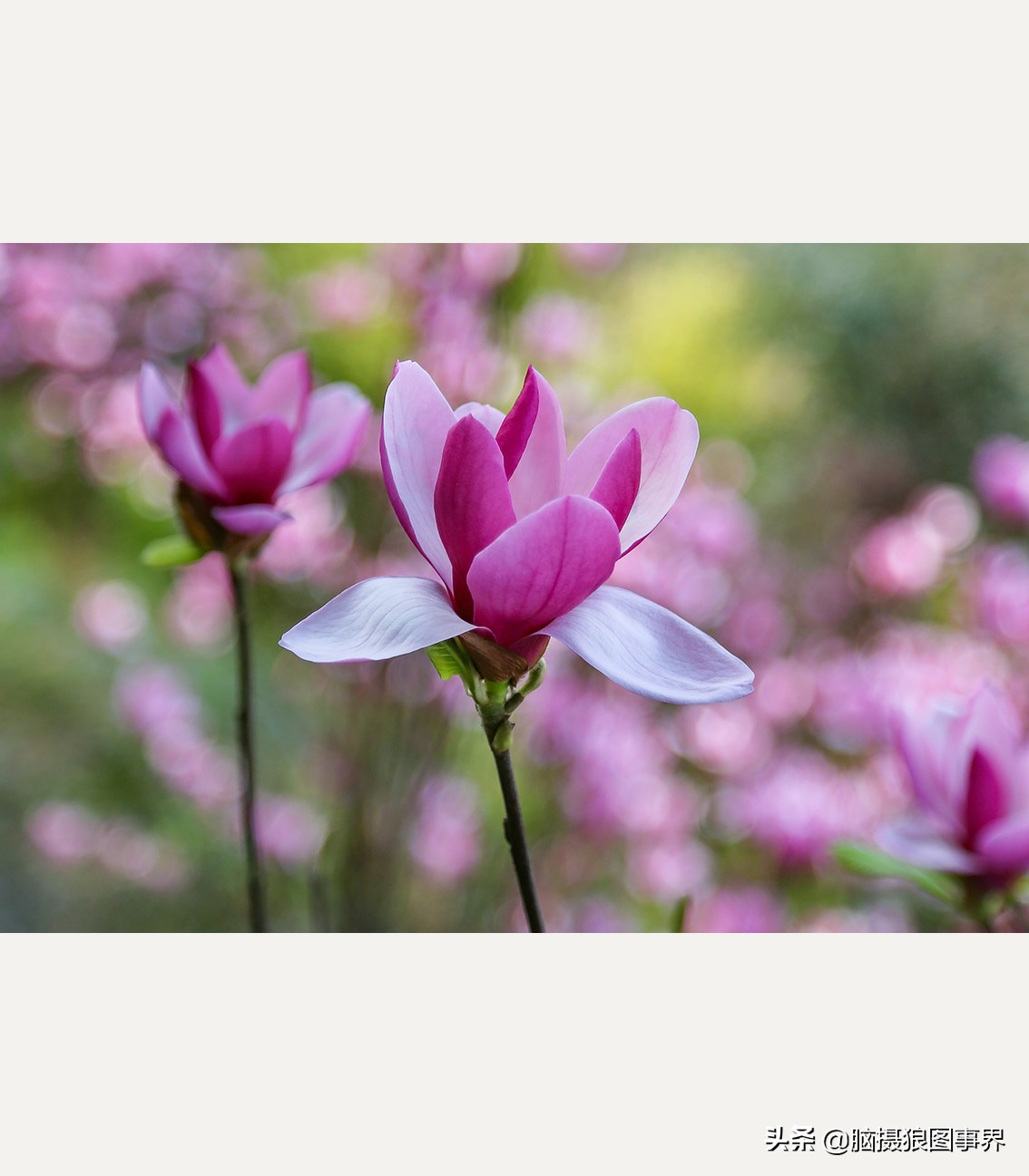 佳能24105红圈镜头测评,佳能24105红圈镜头价位