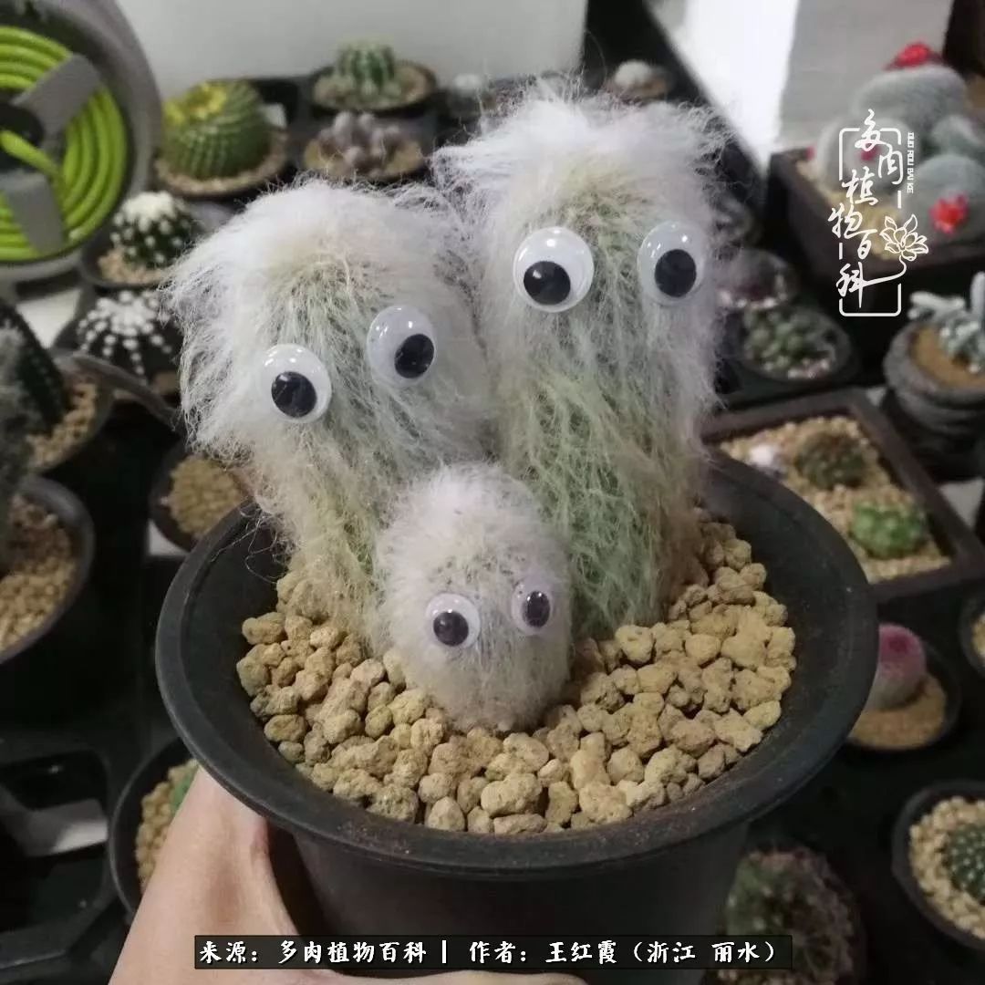 仙人球春天露养条件,仙人球露养条件