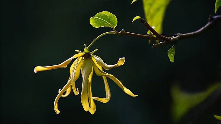 依兰精油是非常适合于夫妻的精油,依兰精油对女性的效果
