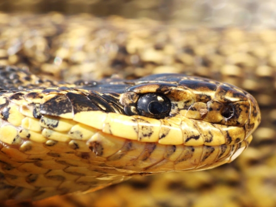 多次梦到蛇,总是梦到蛇现实也见蛇