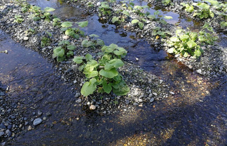 一周狼狈吃了两根山葵的人，终于去了安昙野大王山葵农场