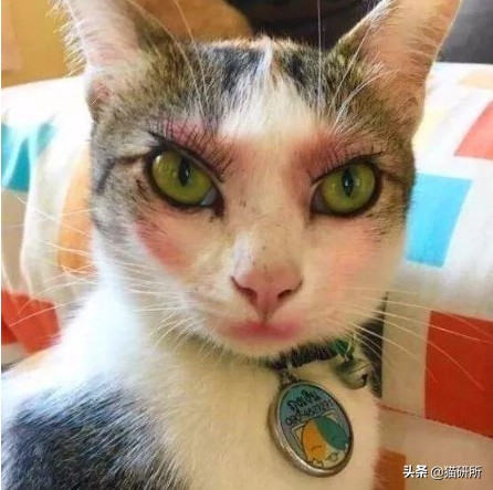 猫咪沾油怎么洗,猫咪沾满衣服怎么洗