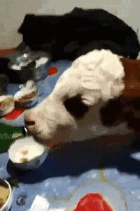 每日一笑998,每日一笑精彩评论