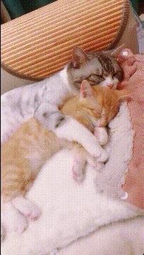 小短腿猫搞笑gif图,搞笑gif段子最后这只猫也太萌了吧