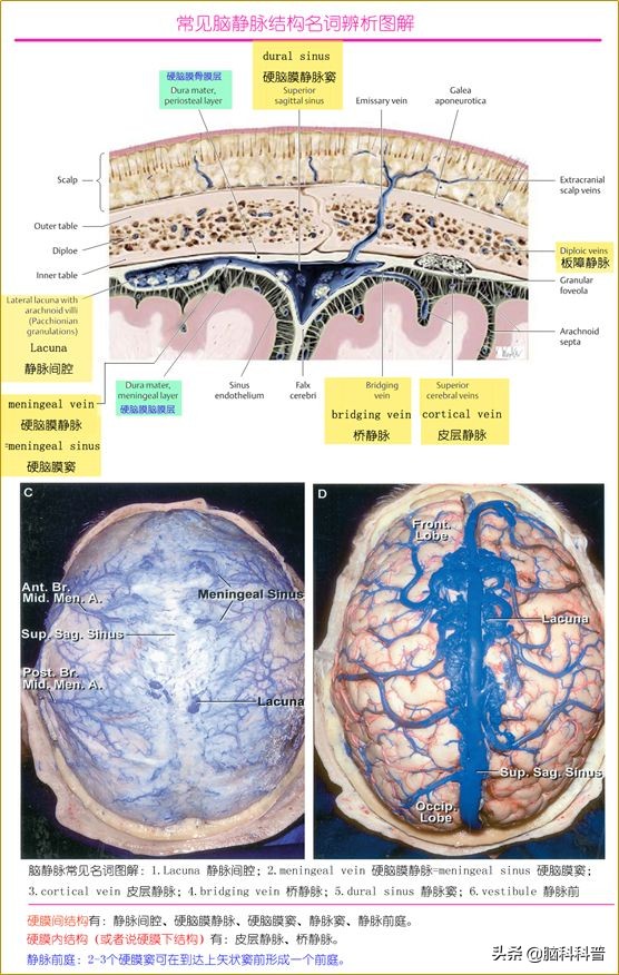 脑静脉分为深浅两支,脑静脉解剖