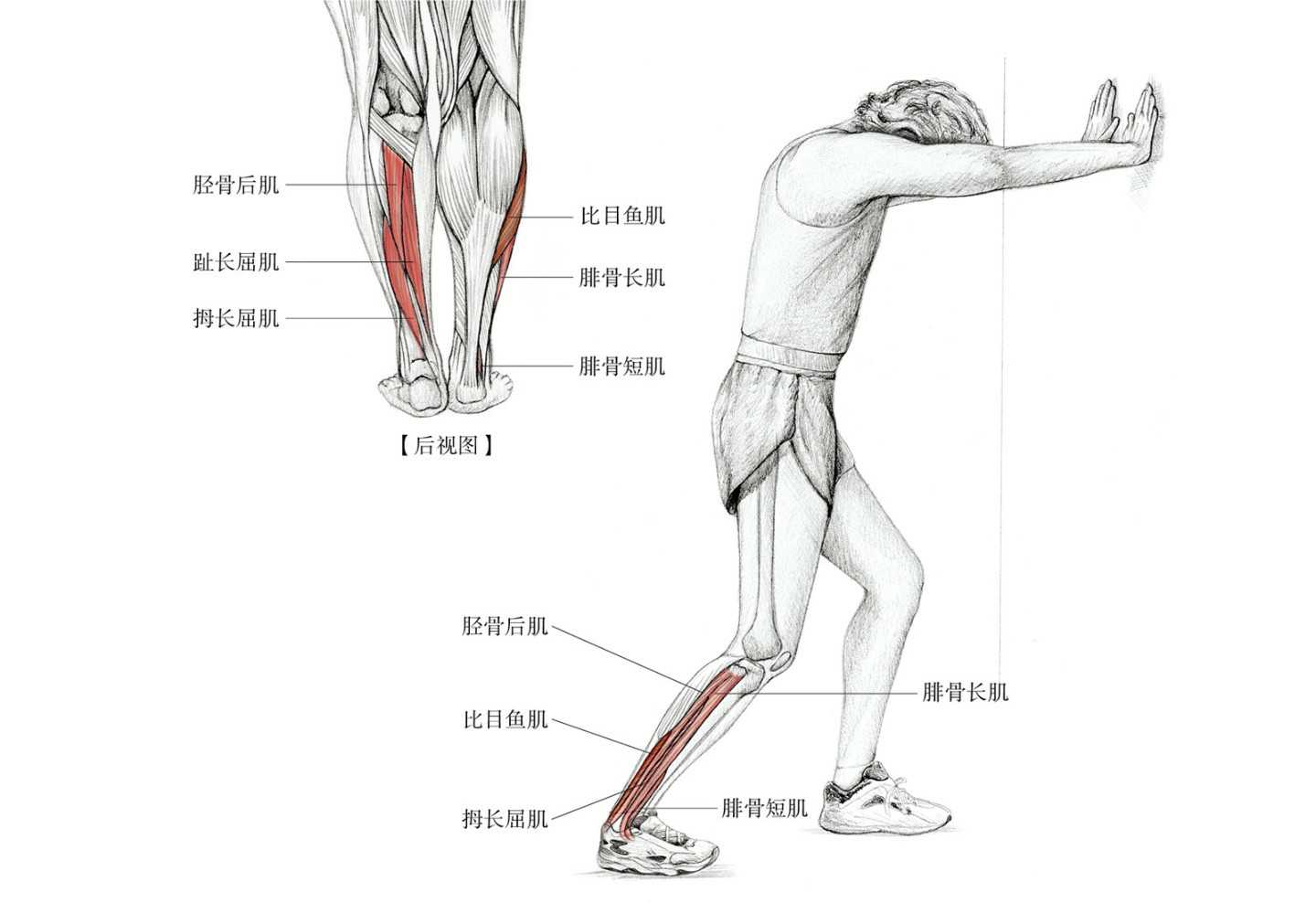 怎么判断脚踝崴脚还是扭伤,崴脚之后怎么恢复脚踝力量