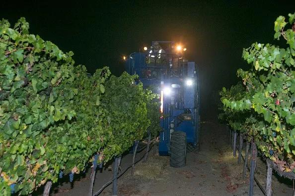 葡萄酒酿造过程需要多长时间,芒康葡萄酒酿造过程