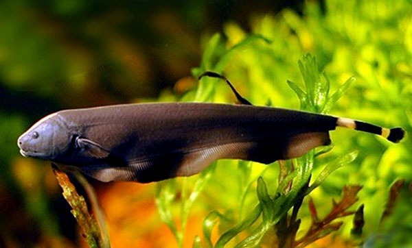 魔鬼刀鱼繁殖视频,魔鬼刀鱼吃食视频