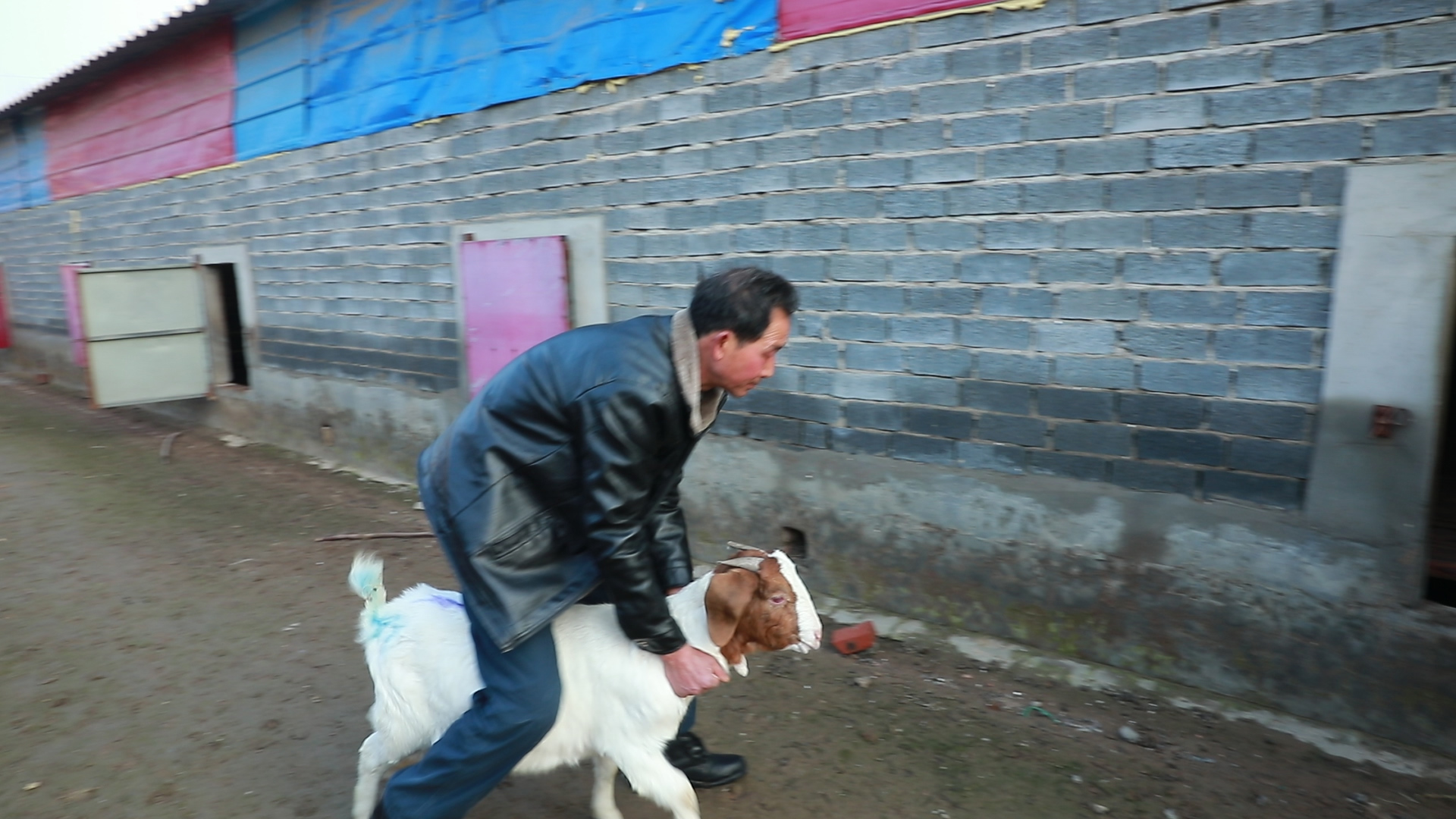 羊中暑如何防止,夏季羊中暑了怎么办