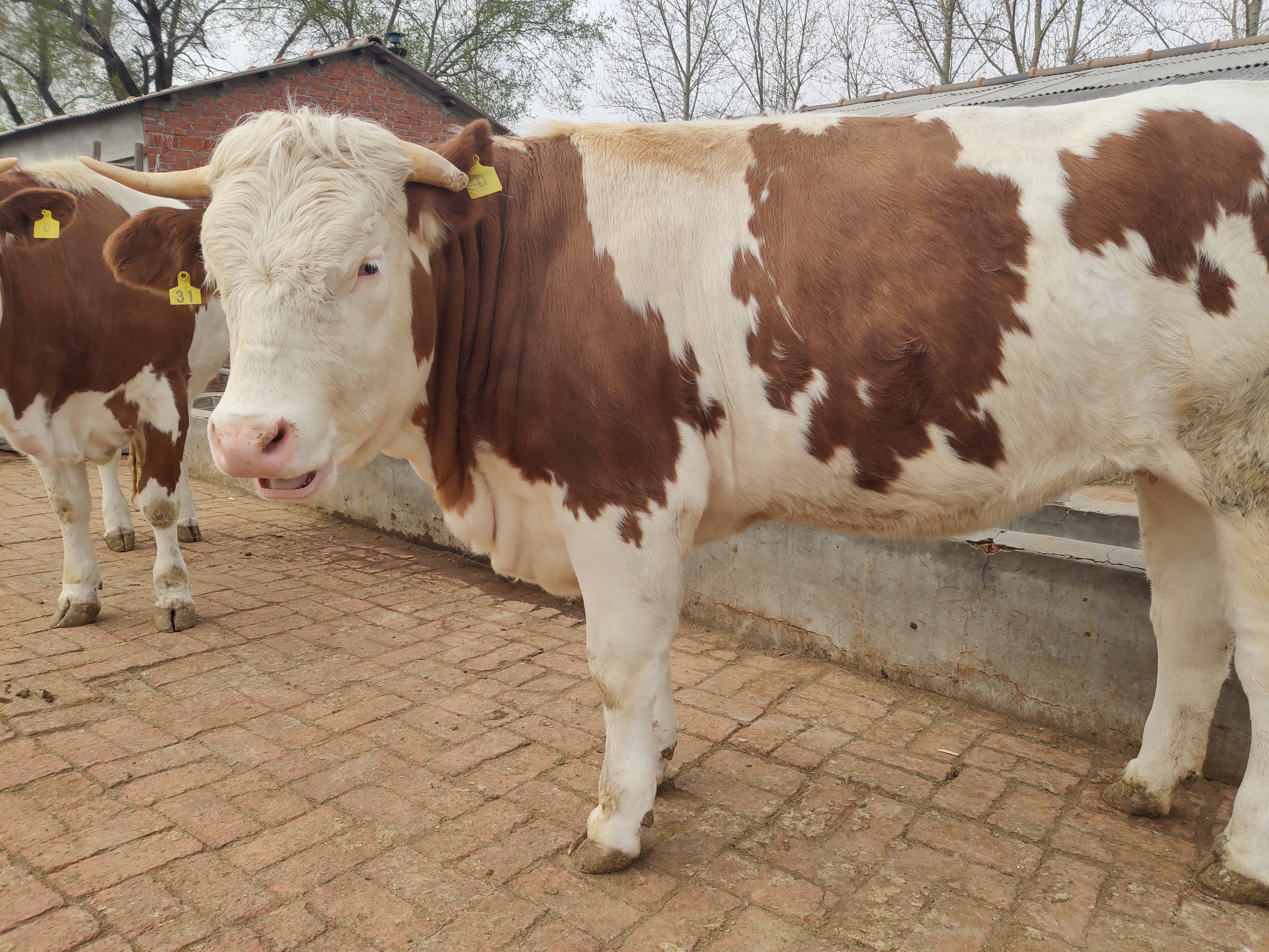 关于养牛方面视频,养牛的10大忠告视频