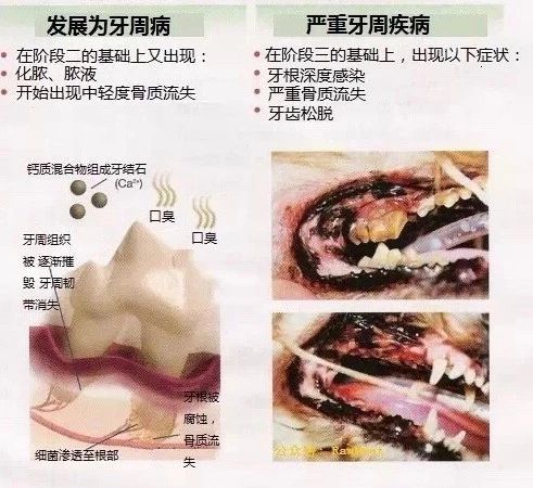 猫有牙结石牙龈红肿怎么治疗,猫已经有牙结石了怎么办