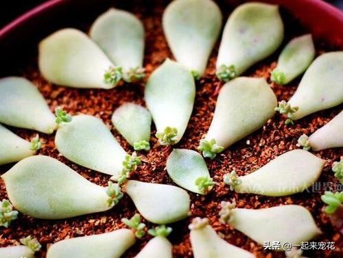 从多肉上取下来的小苗该怎么做,多肉摘下来的叶片怎样繁殖